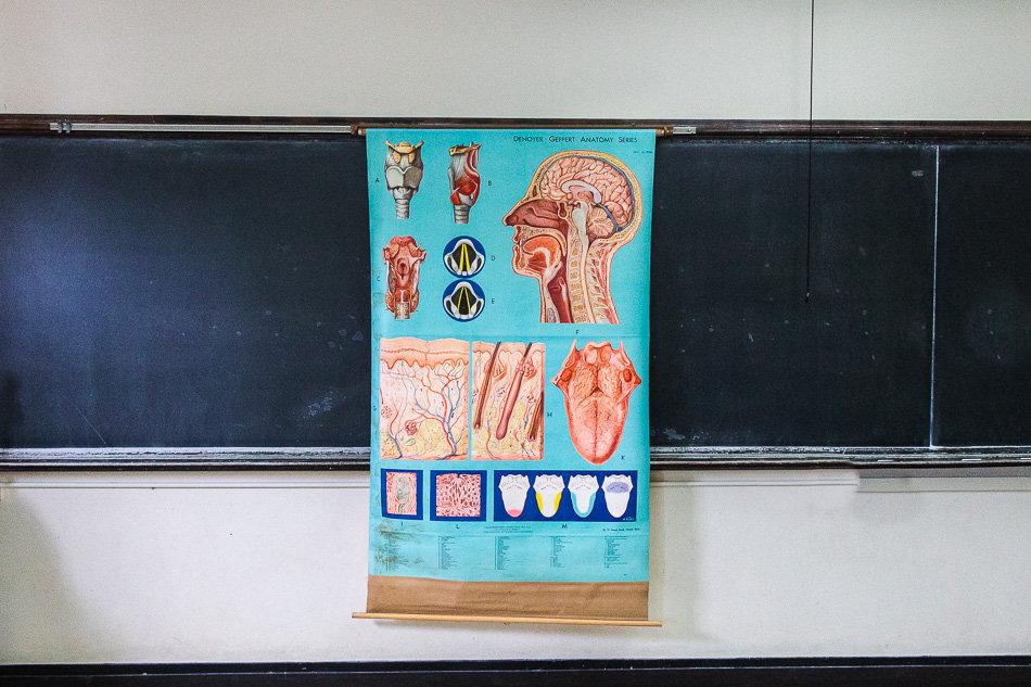 Anatomy of the Head, Neck, and Throat Vintage Pull-Down Chart - Eagle's Eye Finds