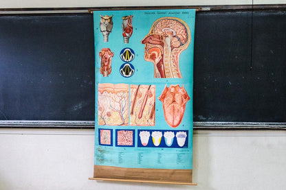 Anatomy of the Head, Neck, and Throat Vintage Pull-Down Chart - Eagle's Eye Finds