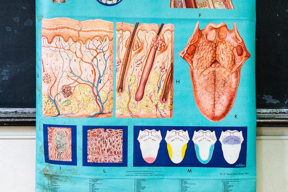 Anatomy of the Head, Neck, and Throat Vintage Pull-Down Chart - Eagle's Eye Finds