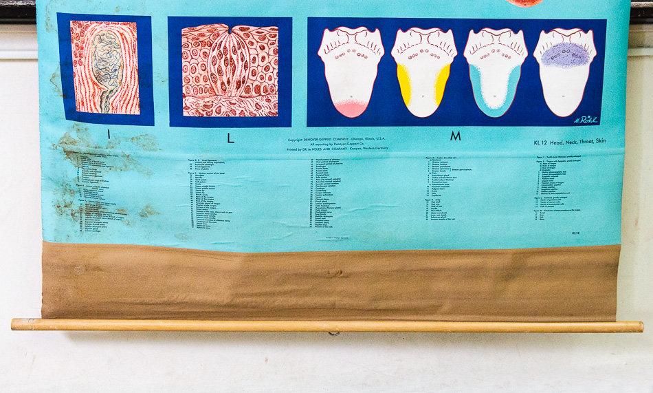 Anatomy of the Head, Neck, and Throat Vintage Pull-Down Chart - Eagle's Eye Finds