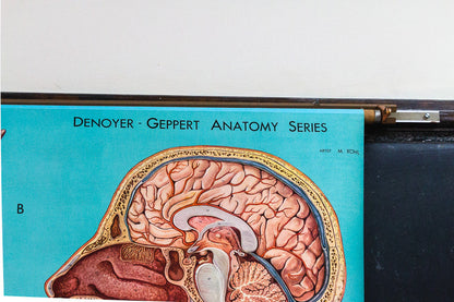 Anatomy of the Head, Neck, and Throat Vintage Pull-Down Chart - Eagle's Eye Finds